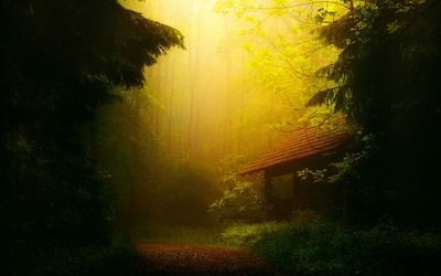 Trees in forest during autumn