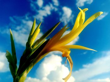 Low angle view of flowering plant against blue sky