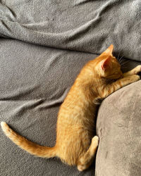 High angle view of cat sleeping on bed