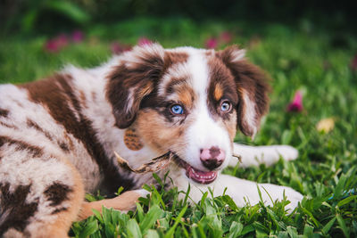 Portrait of dog on field