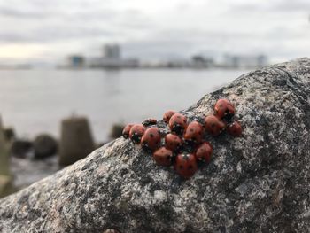 Close-up of cherries on rock against sky