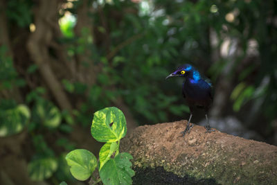 Close-up of bird perching on plant