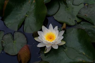 Lotus water lily in lake