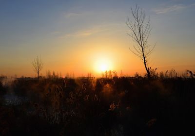 Silhouette plants on field against sky during sunset