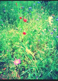 Full frame shot of red flowers blooming on field