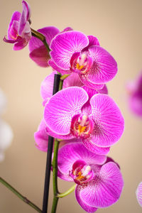 Close-up of pink orchid flowers