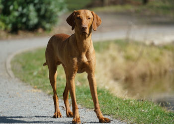 Portrait of dog standing outdoors