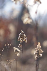 Close-up of wilted plant on field