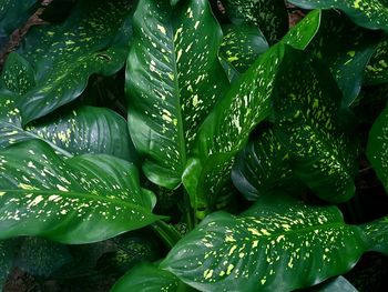 Full frame shot of wet leaves