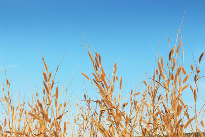 Close-up of plants against clear blue sky