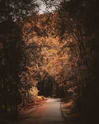 Road amidst trees in forest during autumn