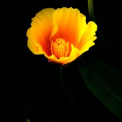 Close-up of yellow flower blooming against black background