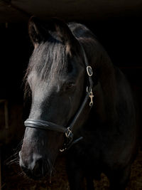 Close-up of horse in stable