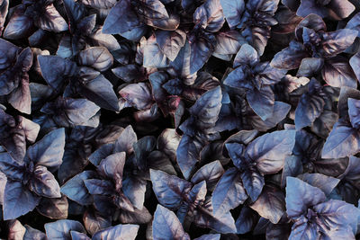 Fresh purple basil leaves background