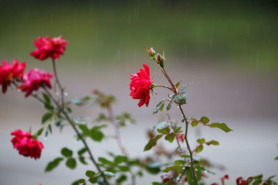 Close-up of red flowering plant