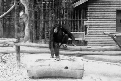 Monkey in cage at zoo