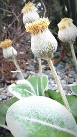 Close-up of flowers growing on plant