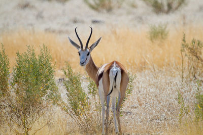 Young antelope in the etosha national park, namibia. one of the best parks for wildlife in africa. 