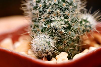 Close-up of cactus plant