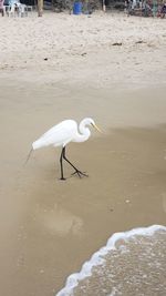 View of birds on beach