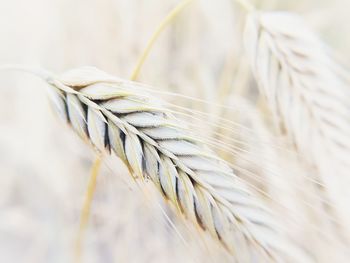 Close-up of cereal plant