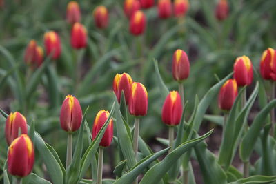 Close-up of red tulips