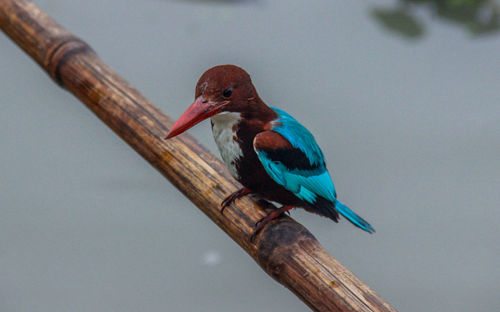 Close-up of bird perching on blue wall