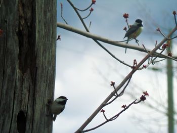 Low angle view of bird perching on tree against sky