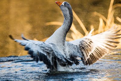 Close-up of birds flapping wings in lake