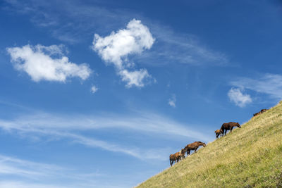 Low angle view of horse on field against sky