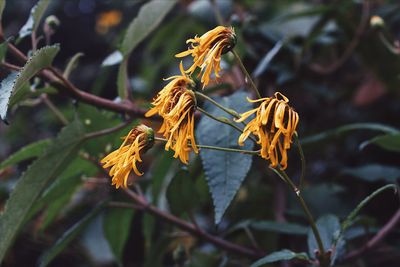 Close-up of wilted flower