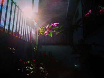 Flower plant at night