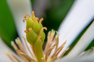 Close-up of insect on yellow flower