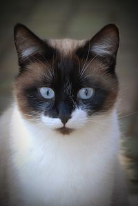 Close-up portrait of cat