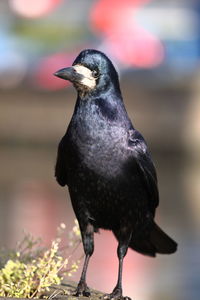 Close-up of bird perching