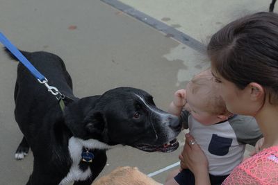 Close-up of girl holding dog