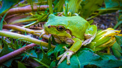 Close-up of frog on leaf