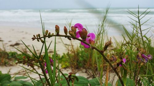 Close-up of pink flowering plant