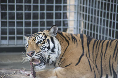 Close-up portrait of tiger eating meat in cage at zoo