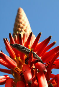 Low angle view of lizard on red flowers