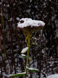 Close-up of snow on plant