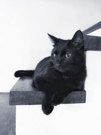 Close-up of black cat