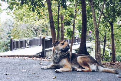 Portrait of dog resting