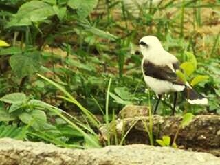 Close-up of bird on leaf