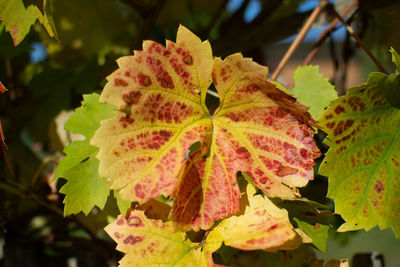 Close-up of maple leaves during autumn