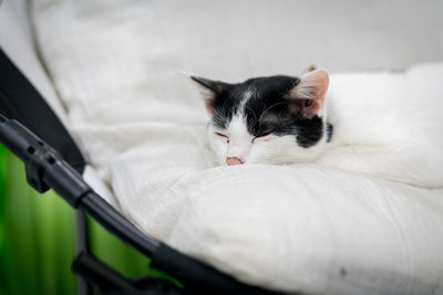 Close-up of a cat sleeping on bed