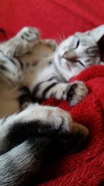 Close-up of cat resting