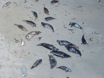 High angle view of fishes on beach