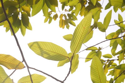 Low angle view of leaves against sky