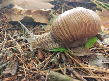 Close-up of snail